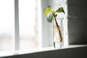 Home Raam met plant in behandelingsruimte bij burn-out behandeling Breda