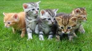 Home Luxe kattenkrabpaal voor het spelen met je kat en dagelijkse vermaak